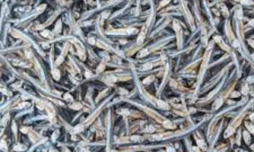 sprat-1.webp