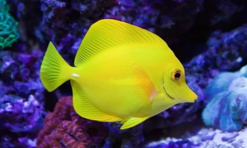 tang-fish.webp