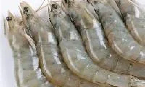 wanami-prawns-1.webp
